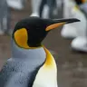 Arctic